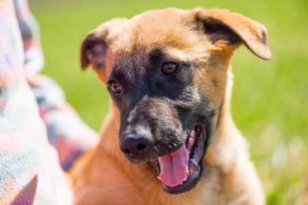 beautiful playful puppy portrait close up on a lawn
