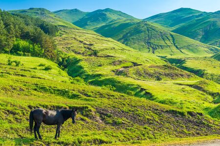 wild horse is grazed on a green juicy meadow in the mountains of the Caucasusの写真素材