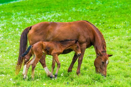 domestic horse with foal graze on a green lush meadow in the Caucasus Mountainsの写真素材