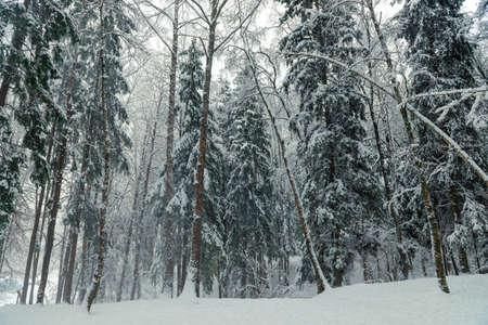 Blizzard and blizzard in the winter forest. Picturesque forest winter landscape.の写真素材