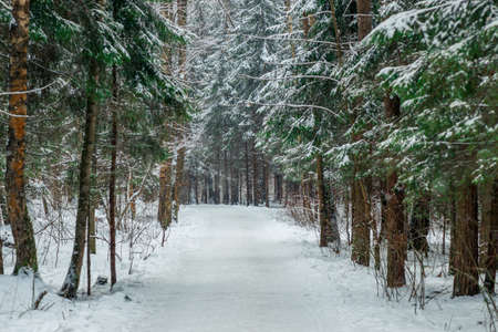 A picturesque alley in a snowy forest, a wide road in a winter forest.