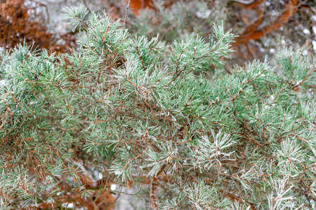 A branch of a coniferous tree sprinkled with snow in the forest close-up in winter