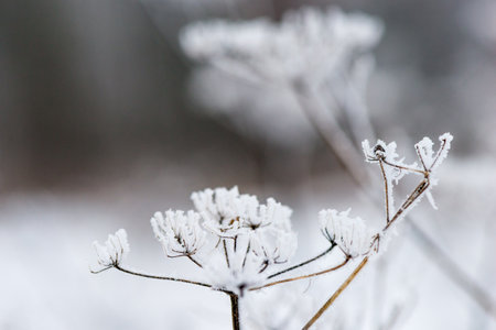 Close up Dry wildflowers, grass, dry inflorescences covered with hoarfrostの写真素材