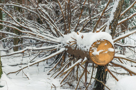 Cut sawn trees in a pine forest. Sawed tree trunk in the snow.の写真素材