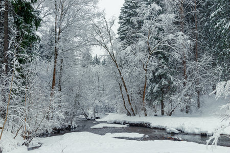 Snowy winter forest and flowing river. Scenic landscape on a winter day in the forestの写真素材