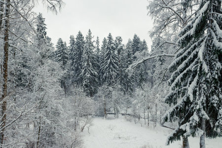 Landscape, beautiful winter mixed forest covered with white snow.の写真素材
