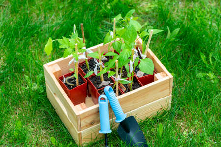 Pepper seedlings in a box with tools for soil cultivationの写真素材