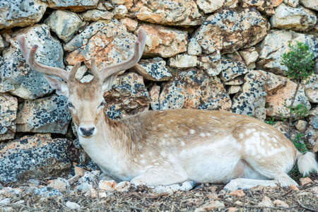 close-up portrait of young sika deer in the zooの写真素材