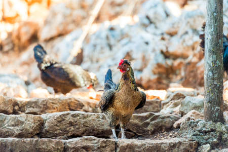 beautiful purebred chicken in the zoo