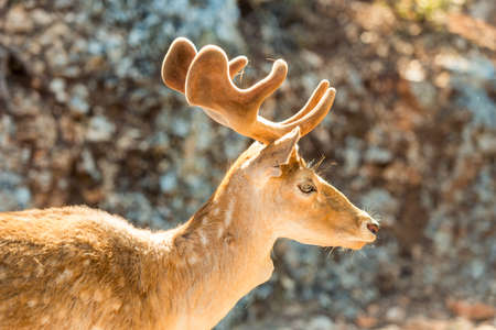 close-up portrait of young sika deer in the zooの写真素材