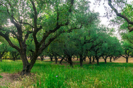 olive trees grove in Greeceの写真素材