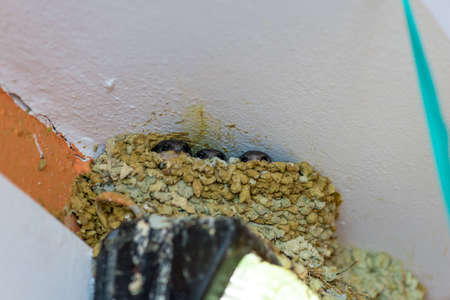 hungry chicks swallows in the nest are waiting for their motherの写真素材