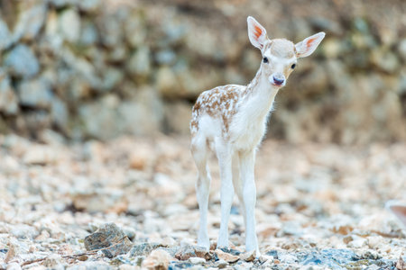 close-up portrait of young sika deer in the zooの写真素材