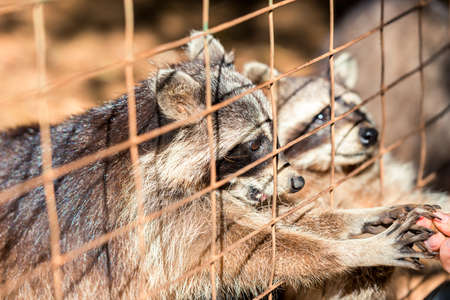 The raccoon in the cage looks sad and plaintively asks for food.の写真素材