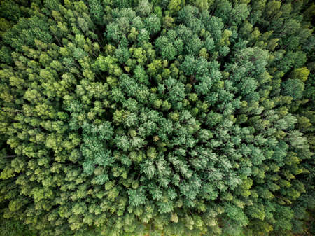Spruce forest from a birds eye view. Photo from the droneの写真素材