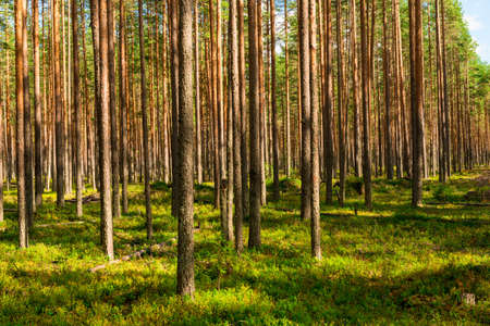 Coniferous green pine forest landscape in summer, Karelia, Russia