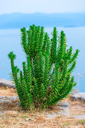The cactus in the background of the seaの写真素材