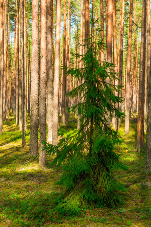 Coniferous green pine forest landscape in summer, Karelia, Russiaの写真素材