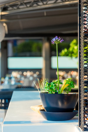 flowers in a pot on the street in the cityの写真素材