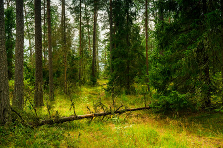 forest trail scene. woodland pathの写真素材