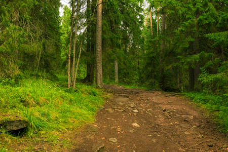 Path through the landscaped parkの写真素材