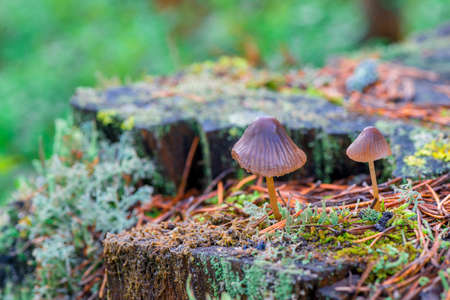 Wild mushrooms growing in large colony on tree stump and forest ground in wet moss in dark, green forest. Fairy forest in enigmatic scenery. Light and shadows in natureの写真素材