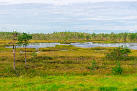 Taiga swampTaiga forest landscape. A terrible impassable swamp. Oil and pest reserves. Russian Federationの写真素材