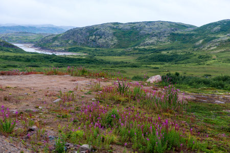 Summer landscape of green polar tundra with boulders in the foreground. Northern nature in the vicinity of Teriberka (Kola Peninsula, Russia)の写真素材