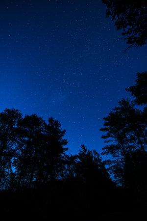 The Milky Way rises over the pine trees on a foregroundの写真素材