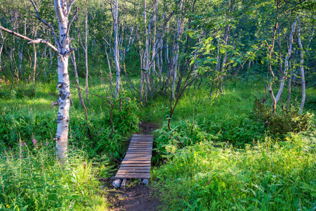 Small wooden bridge over a stream in a deciduous forestの写真素材