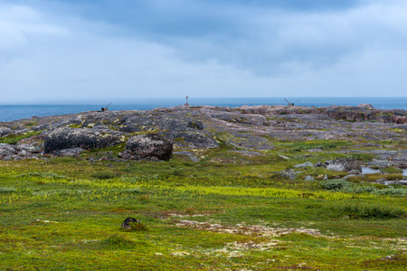 Summer landscape of green polar tundra with boulders in the foreground. Northern nature in the vicinity of Teriberka (Kola Peninsula, Russia)の写真素材