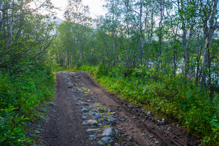 Dirt road in northern stunted deciduous forest. Khibinyの写真素材