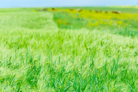 Field of fresh green meadow grass on a sunny sunny dayの写真素材