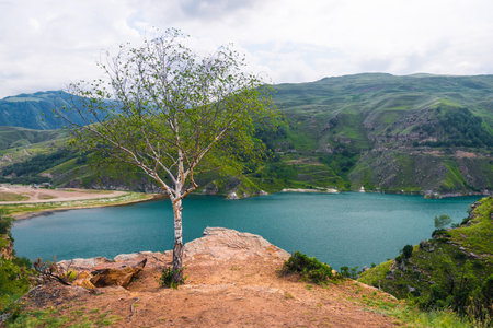 Picturesque view of the mountain lake Gizhgit with azure water and a lonely tree on the shore. Caucasusの写真素材