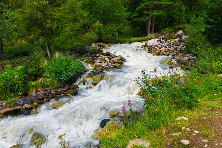 Beautiful mountain landscape in the valley of the stormy clean river Terskol among the pines. Caucasus, Elbrus region.の写真素材