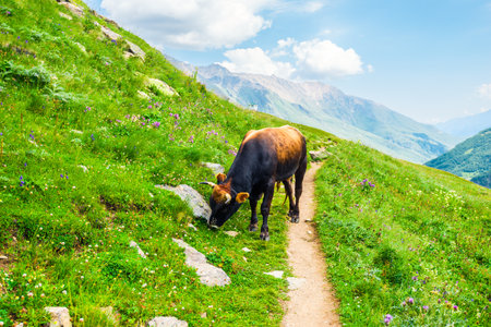A powerful bull grazes on a picturesque alpine slope. Caucasusの写真素材