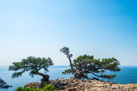 Picturesque twisted bonsai pine on a rocky slope with the sea in the background. Crimean peninsula. Russiaの写真素材