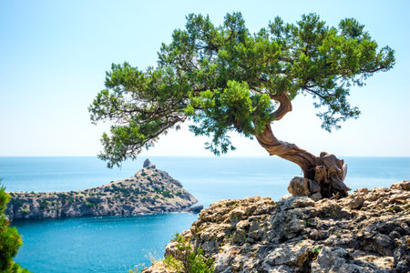 Picturesque ornate bonsai pine on a rocky slope overlooking Deliliman Bay and Cape Kapchik. Crimean Peninsula. Russiaの写真素材