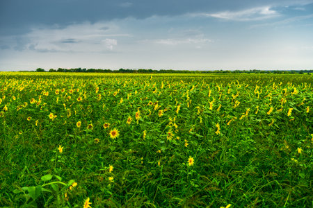 Landscape with a field of sunflowers in rainy cloudy weather. Before a thunderstormの写真素材