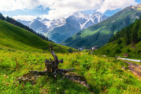 Picturesque mountain landscape with a torn out tree root and a view of the glacier seven. Caucasus, Elbrus region.の写真素材