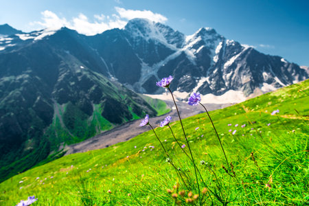 Purple flowers high in the mountains against the backdrop of the glacier close-upの写真素材