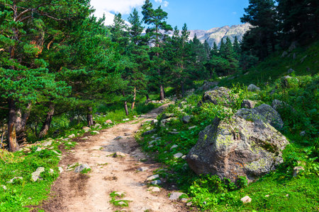 Beautiful mountain landscape with a walking path and a large boulder, among small pines. Caucasus, Elbrus region.の写真素材