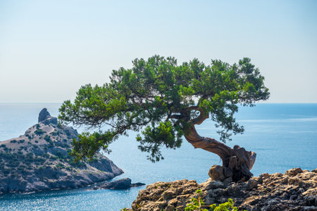 Picturesque ornate bonsai pine on a rocky slope overlooking Deliliman Bay and Cape Kapchik. Crimean Peninsula. Russiaの写真素材