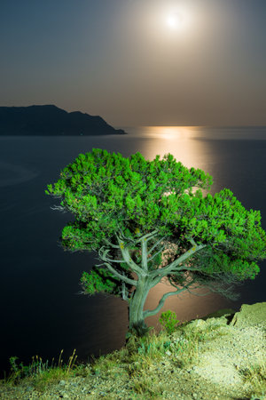 Night dramatic seascape with tree on moon background and moon path in sea. Crimea. Russiaの写真素材