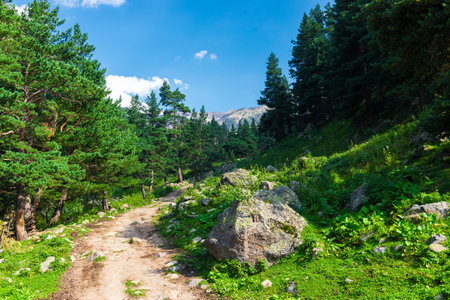 Beautiful mountain landscape with a walking path and a large boulder, among small pines. Caucasus, Elbrus region.の写真素材