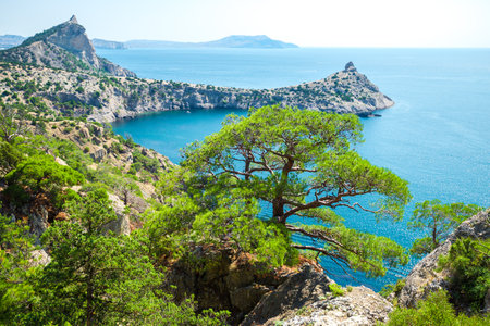 Picturesque pine tree on a rocky slope against the backdrop of the sea and Cape Kapchik. Crimean Peninsula. Russiaの写真素材