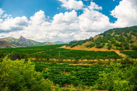 Landscape with vineyards in the mountainous area of ââthe southern coast of Crimeaの写真素材