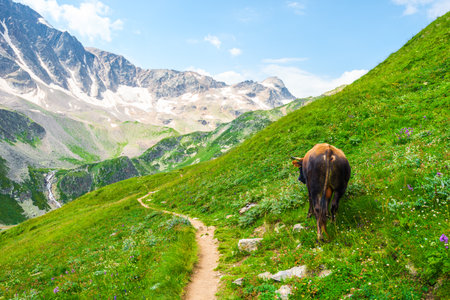 A powerful bull grazes on a picturesque alpine slope. Caucasusの写真素材