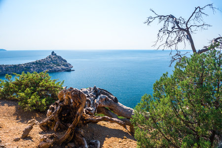 Beautiful landscape with a picturesque dry tree crown against the backdrop of Cape Kapchik and the Black Sea. Crimean Peninsula. Russiaの写真素材