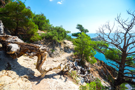 Beautiful landscape with a picturesque dry tree crown against the backdrop of Cape Kapchik and the Black Sea. Crimean Peninsula. Russiaの写真素材